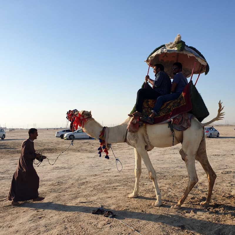 camel trekking farm dammam