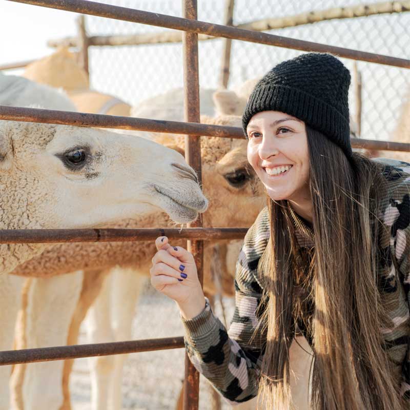 camel trekking farm dammam