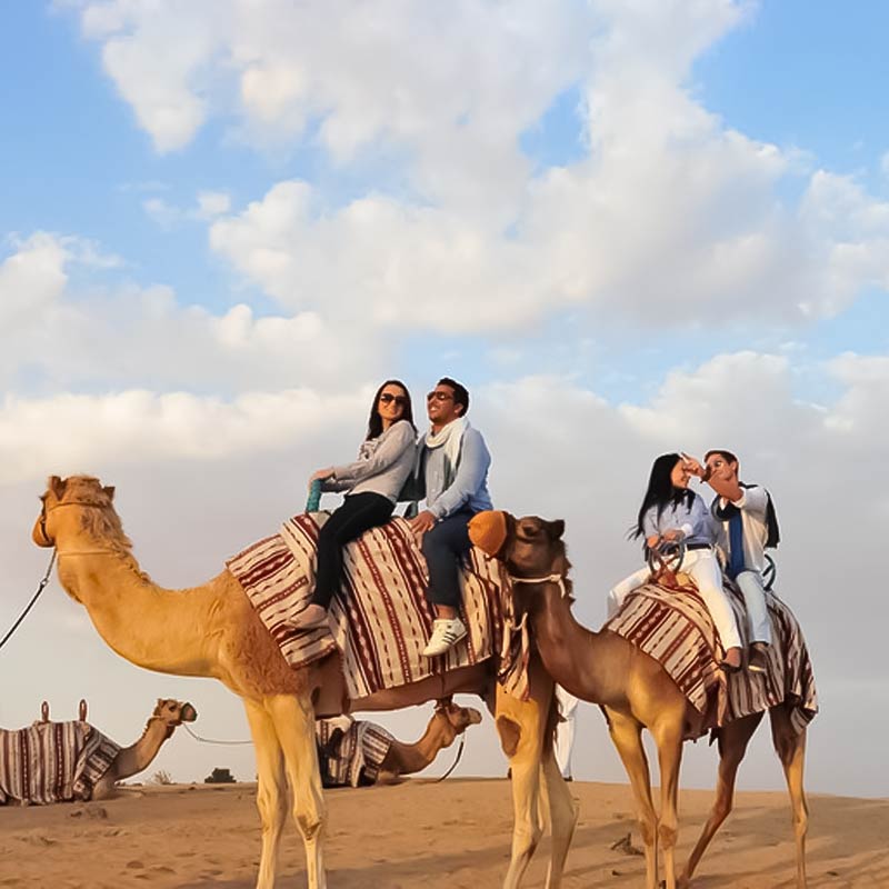 camel trekking jeddah-sm