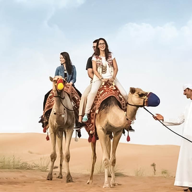 camel trekking jeddah-sm