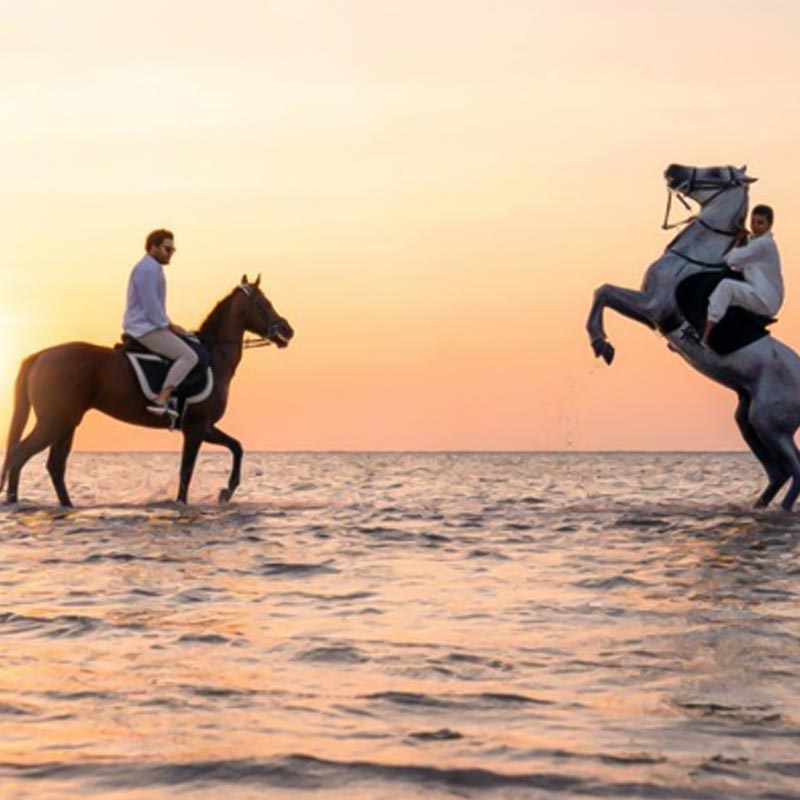 desert horse riding jeddah-sm
