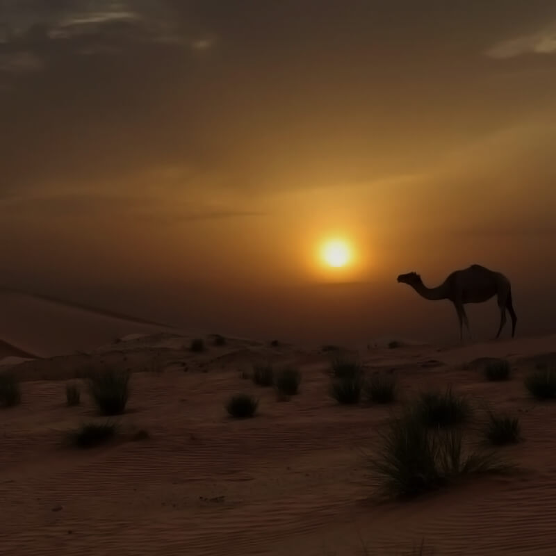 Overnight desert safari jeddah-sm