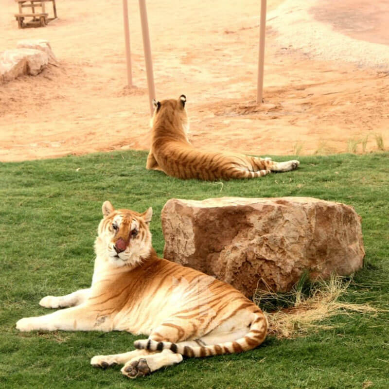 Wildlife park tour-sm